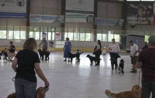Diese Hunde sind aktiv, verspielt und intelligent. Sie benötigen viel Bewegung und geistige Stimulation, um glücklich zu bleiben. Der Flat-Coated Retriever ist sehr menschenbezogen und liebt es, Zeit mit seiner Familie zu verbringen.