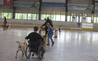 Best of Golden Retriever: Inklusion und Chancengleichheit