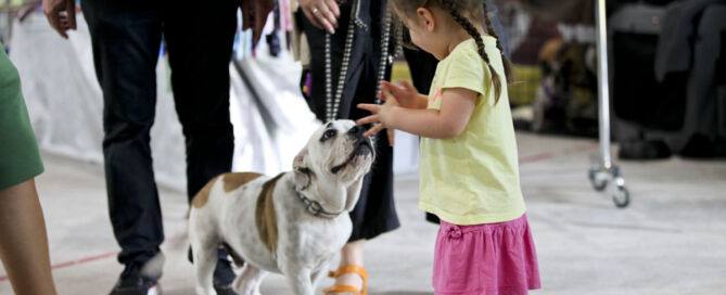 Hunde und Teilnehmer bei der Tandem-Rassehunde-Ausstellung 2024 im Eistreff Waldbronn