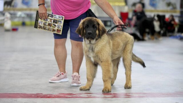 Impressionen der Tandem-Rassehunde-Ausstellung 2024: Welt Sieger Schau & German Champion Cup