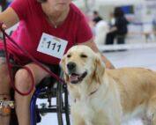 Mensch im Rollstuhl mit Golden Retriever bei der Tandem-Rassehunde-Ausstellung 2025