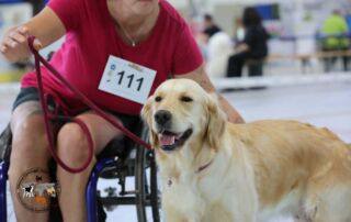 Mensch im Rollstuhl mit Golden Retriever bei der Tandem-Rassehunde-Ausstellung 2025