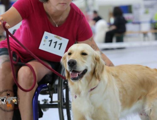 Impressionen der Internationalen Flutlicht Tandem-Rassehunde-Ausstellung am 31.05.2025 in Waldbronn