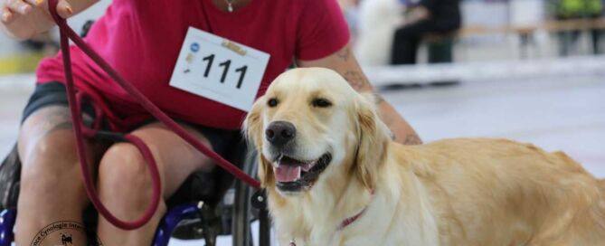 Mensch im Rollstuhl mit Golden Retriever bei der Tandem-Rassehunde-Ausstellung 2025