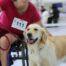 Mensch im Rollstuhl mit Golden Retriever bei der Tandem-Rassehunde-Ausstellung 2025