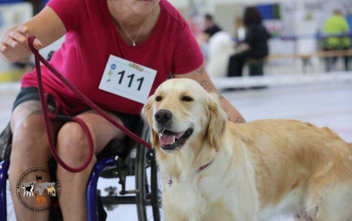 Mensch im Rollstuhl mit Golden Retriever bei der Tandem-Rassehunde-Ausstellung 2025