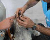 Richter A. Keshani führt Gebisskontrolle bei Bolonka Zwetna Hündin im Ring der ACI Europa Schau 2025 durch