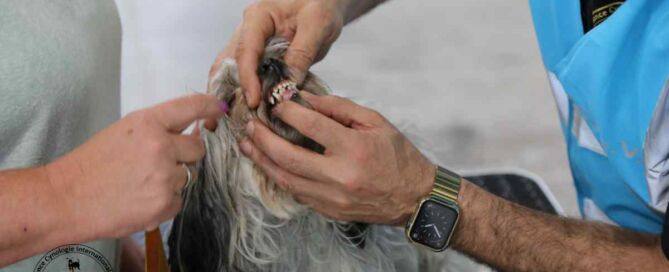 Richter A. Keshani führt Gebisskontrolle bei Bolonka Zwetna Hündin im Ring der ACI Europa Schau 2025 durch