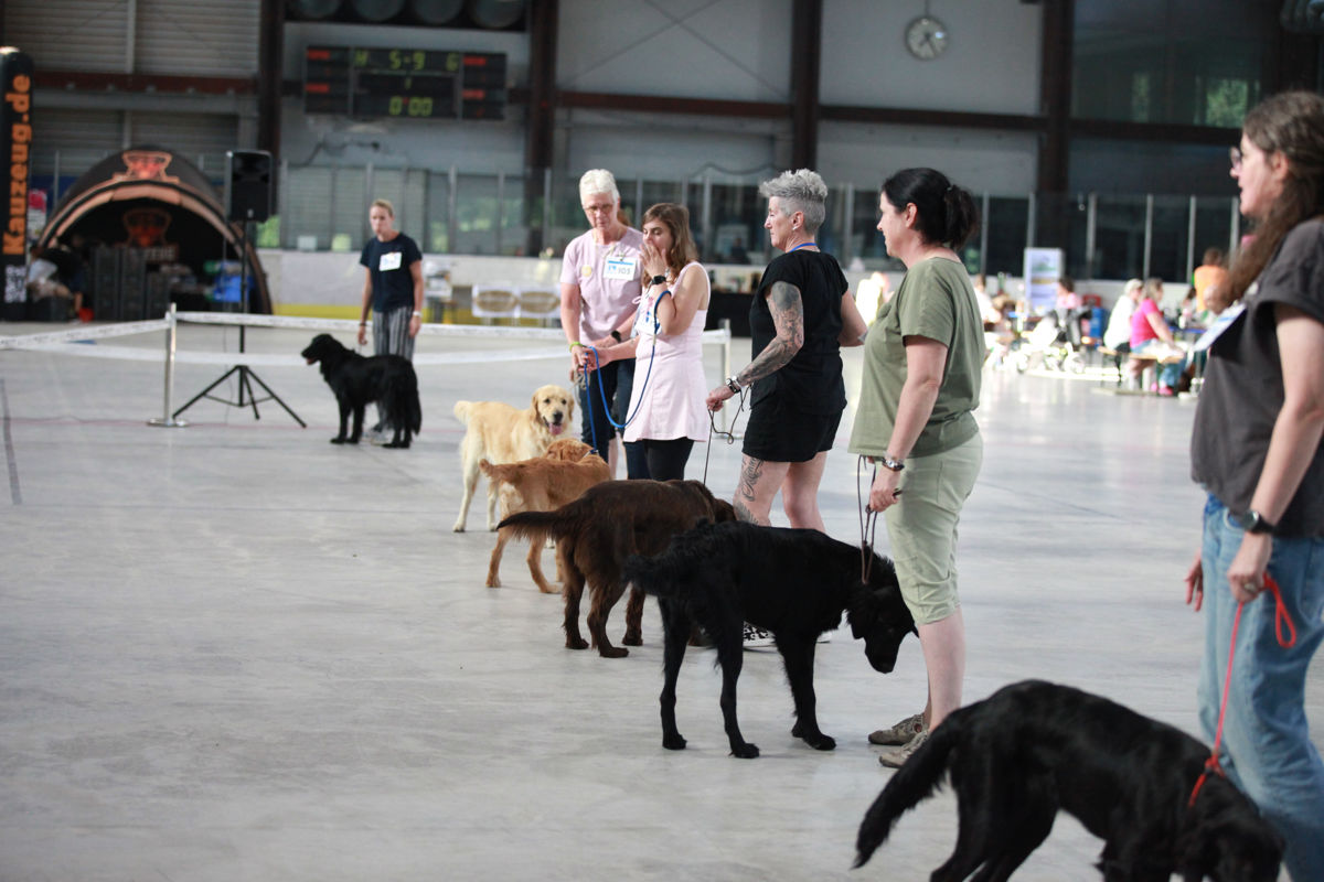Teilnehmer mit ihren Flat Coated Retrievern während der Finalrunde im Ehrenring der ACI Tandem-Rassehunde-Ausstellung 2026.