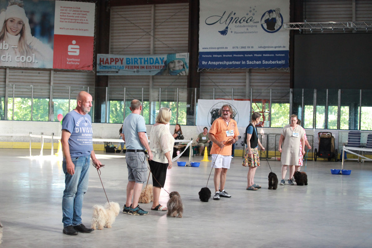 Bolonka Zwetna präsentieren sich im Ehrenring während des Best of-Wettbewerbs der Internationalen ACI Tandem-Rassehunde-Ausstellung 2026.