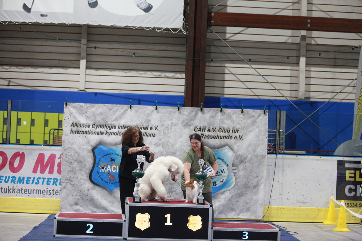Sieger des ASDS Best in Show der ACI Tandem-Rassehunde-Ausstellung 2026 mit den beiden Erstplatzierten Papillon Kontinentaler Zwergspaniel und Großpudel auf dem Siegerpodest.