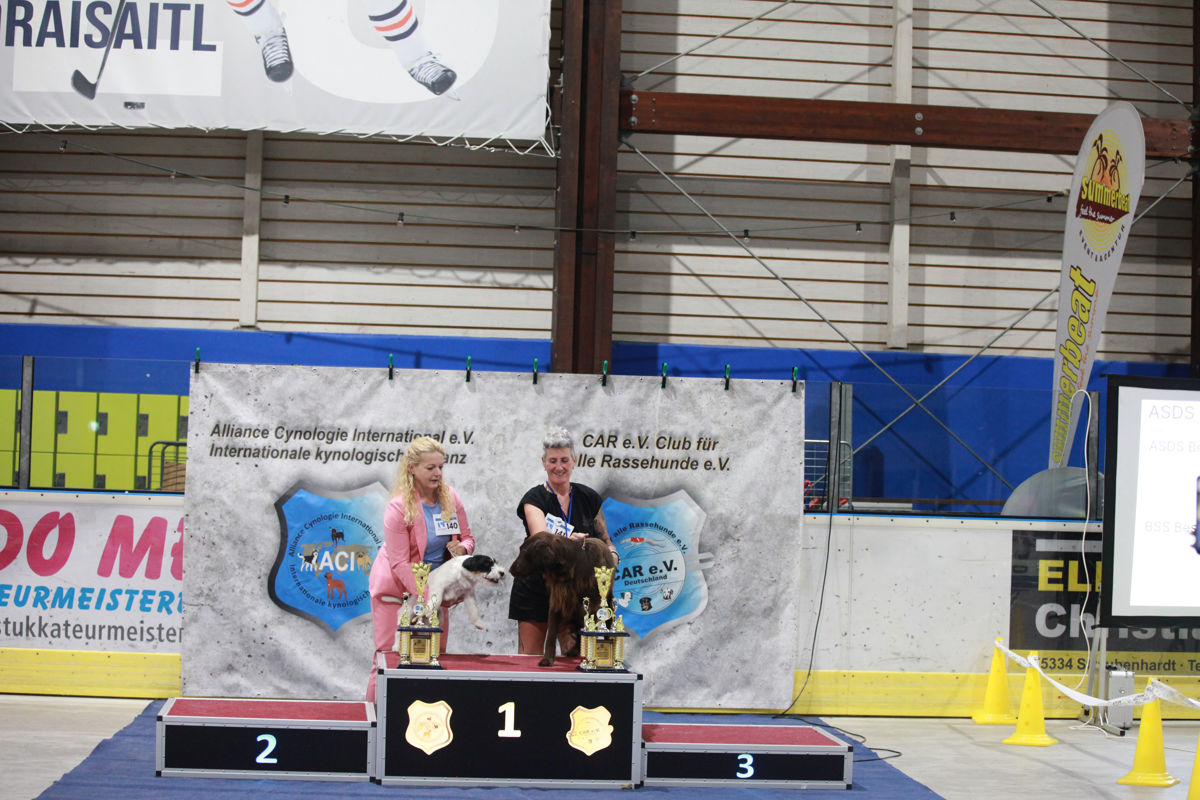Sieger des BSS Best in Show der ACI Tandem-Rassehunde-Ausstellung 2026 mit Flat Coated Retriever und Jack Russell Terrier auf dem Siegerpodest.