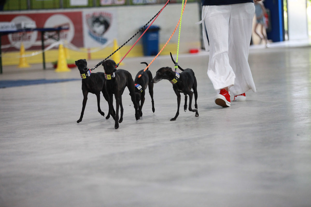 Italienische Windspiele im Ausstellungsring der Weltsieger Schau 2026 Italienische Windspiele werden während der Weltsieger Schau 2026 im Ausstellungsring der ACI Tandem-Rassehunde-Ausstellung präsentiert.