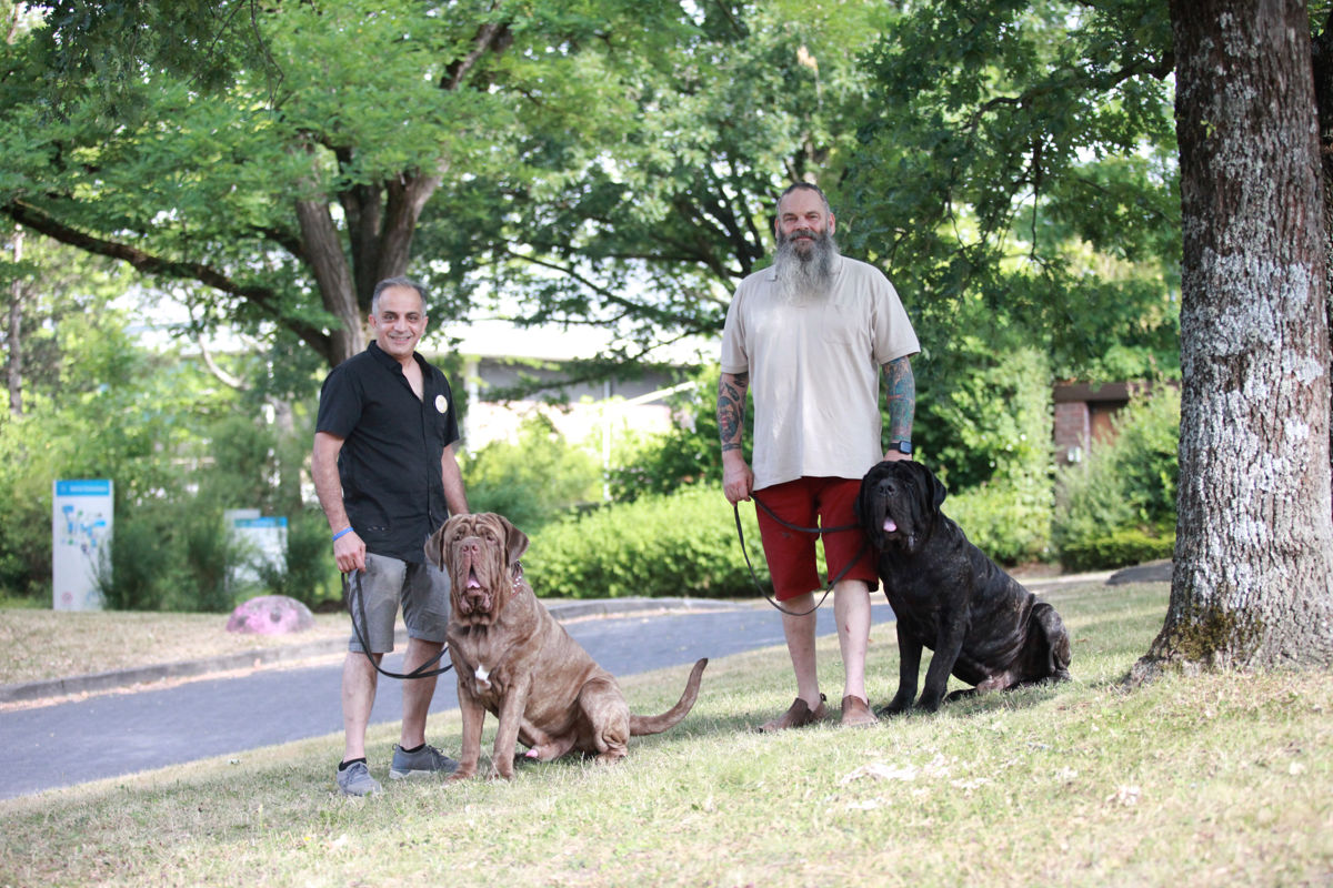 GoD Mastinos Bruno Angelo und Dino Cappucino bei der WSS 2026 Clemens mit GoD Mastino Bruno Angelo sowie Artin Keshani mit GoD Mastino Dino Cappucino während der Weltsieger Schau 2026.