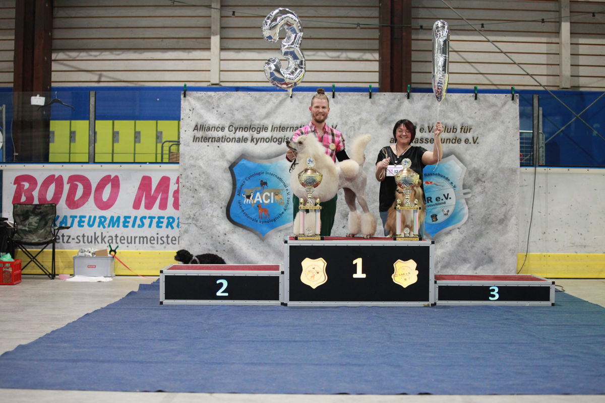 Best in Show der Welt Sieger Schau 2026 mit den gemeinsamen Siegern Shetland Sheepdog Ayumi Black Forest Star Shelties und Großpudel Fantastic Phantoms Limited Edition Elektra auf dem Siegerpodest der ACI Tandem-Rassehunde-Ausstellung.